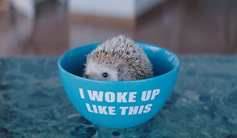 Happy Hedgehog GIF by George Ezra - Find & Share on GIPHY
