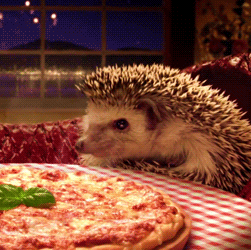 Cute Hedgehog GIFs - Get the best GIF on GIPHY