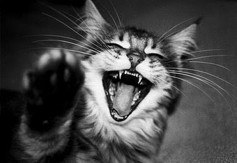 laughter-3-cat.jpg